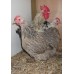 Silver Partridge Pekin